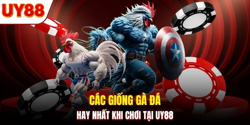 Các giống gà đá hay nhất khi chơi tại UY88