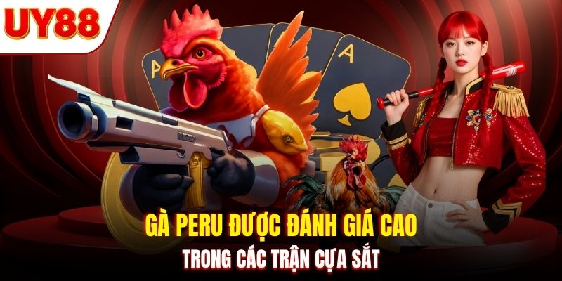 Gà Peru được đánh giá cao trong các trận cựa sắt